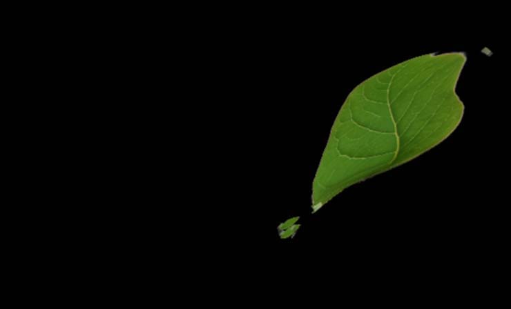 C4D树叶模型里加上贴图的图文操作过程