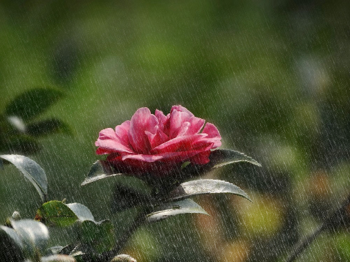 CorelDRAW X7快速制作雨天与雪天的操作教程