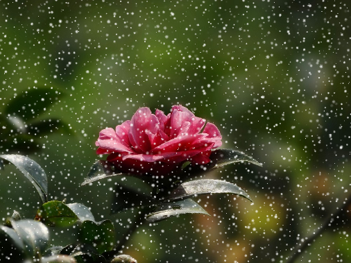 CorelDRAW X7快速制作雨天与雪天的操作教程