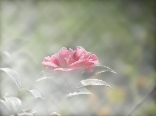 CorelDRAW X7快速制作雨天与雪天的操作教程