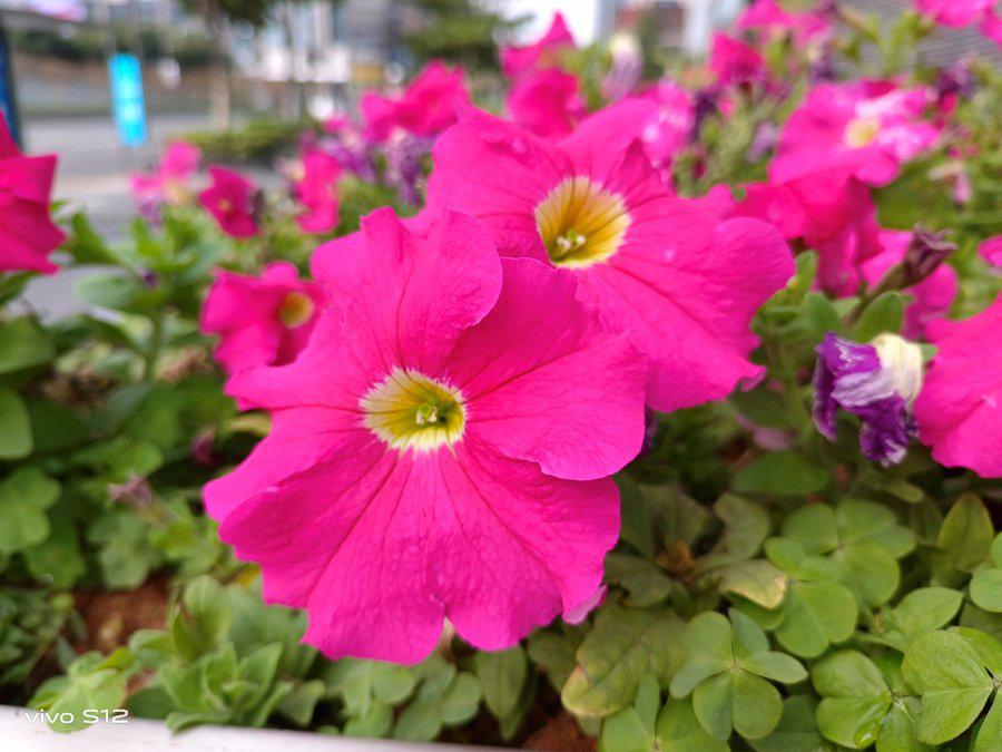 vivos12手机拍照性能如何？vivos12手机拍照性能解析