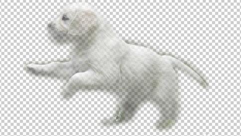 photoshop cs6将草地上狗狗抠出的具体操作步骤