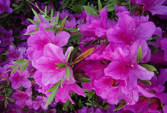 花中西施指什么 花中西施的花是什么花蚂蚁庄园