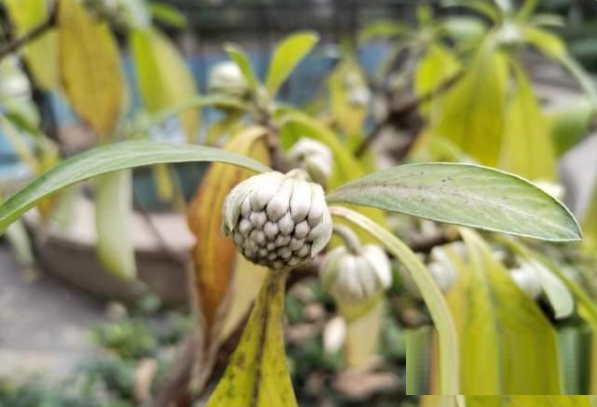 荣耀X30拍照好吗?荣耀X30拍照功能介绍