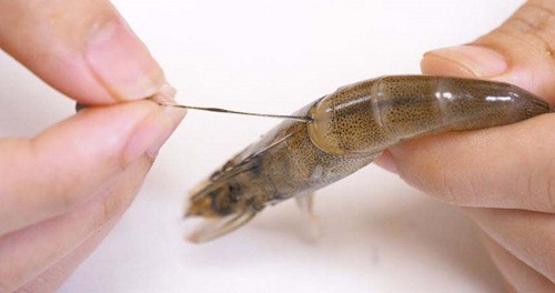 小鸡宝宝考考你,虾线实际上是虾的?支付宝蚂蚁庄园7月26日答案