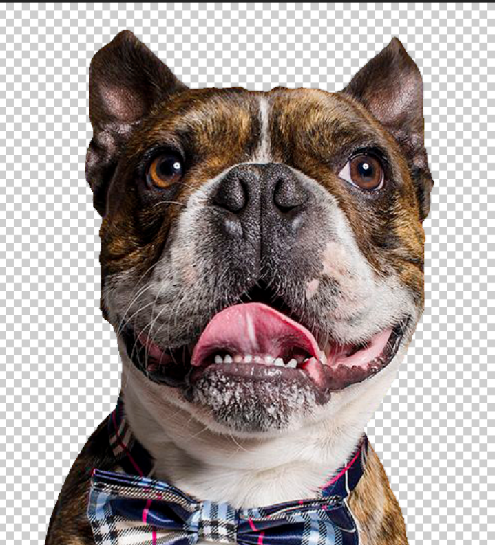 分享教你用PS魔棒工具来抠图。