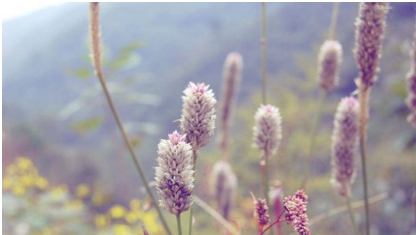 关于教你用PS让图片呈现小清新的视觉感。