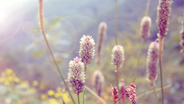 关于教你用PS让图片呈现小清新的视觉感。