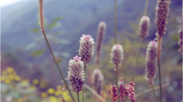 关于教你用PS让图片呈现小清新的视觉感。