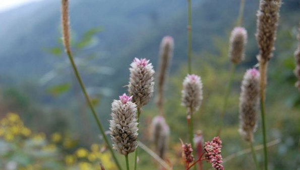 关于教你用PS让图片呈现小清新的视觉感。