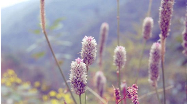 关于教你用PS让图片呈现小清新的视觉感。