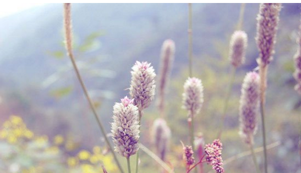 关于教你用PS让图片呈现小清新的视觉感。