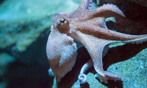 考考你以下哪个是无脊椎动物中的脑力王者