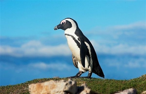 非洲有企鹅吗?支付宝蚂蚁庄园8月18日答案