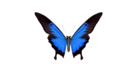 几何画板如何绘制蝴蝶动画 几何画板蝴蝶动画设计方法