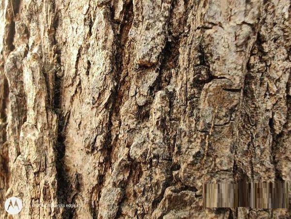 摩托罗拉edgex30拍照性能好吗?摩托罗拉edgex30拍照性能解析