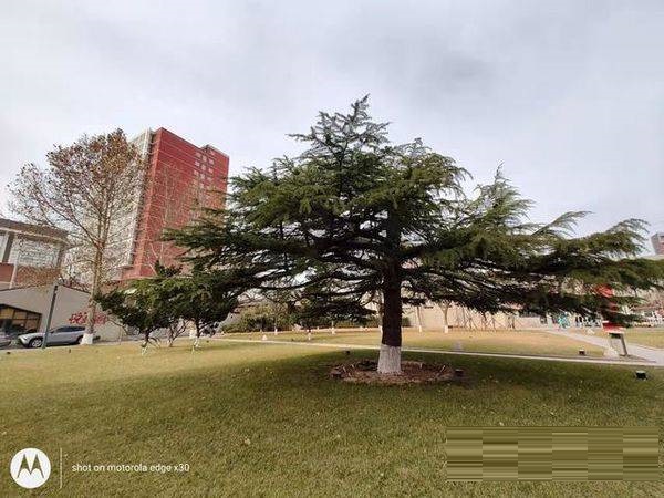 摩托罗拉edgex30拍照性能好吗?摩托罗拉edgex30拍照性能解析