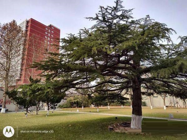 摩托罗拉edgex30拍照性能好吗?摩托罗拉edgex30拍照性能解析