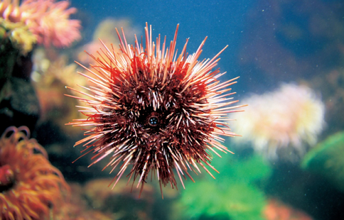 小鸡宝宝考考你，以下哪种动物拥有一口锋利的牙齿?支付宝蚂蚁庄园7月18日答案