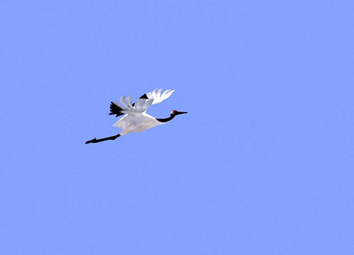 edius导入图片序列的操作步骤