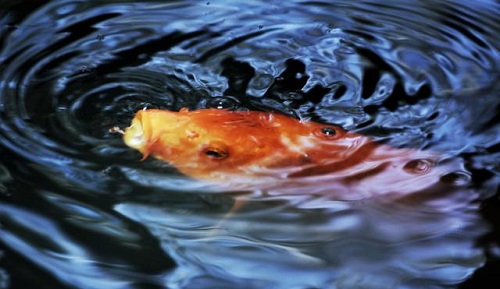 小鸡宝宝考考你:鱼有舌头吗?支付宝蚂蚁庄园9月16日答案