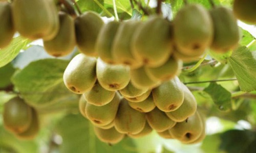 猜一猜猕猴桃最初得名源于哪个国家?支付宝蚂蚁庄园8月24日答案