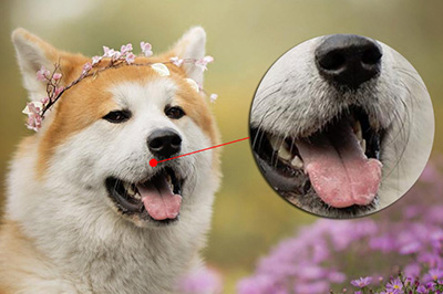 Photoshop局部放大图的操作步骤