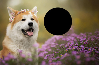 Photoshop局部放大图的操作步骤