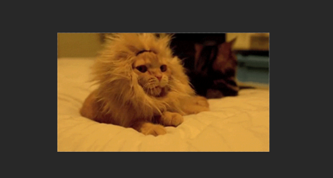 photoshop cc 2018如何缩放图层?photoshop cc 2018缩放图层的方法