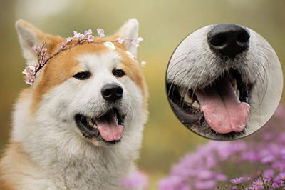 Photoshop局部放大图的操作步骤