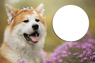 Photoshop局部放大图的操作步骤