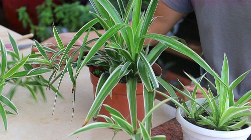 下列哪种花更适合在家里养?支付宝蚂蚁庄园8月19日答案