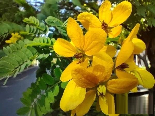 OPPOReno7拍照性能如何?OPPOReno7拍照性能介绍