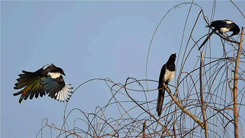 天气炎热古人也烦恼,猜一猜以下哪句诗是暑天的真实写照