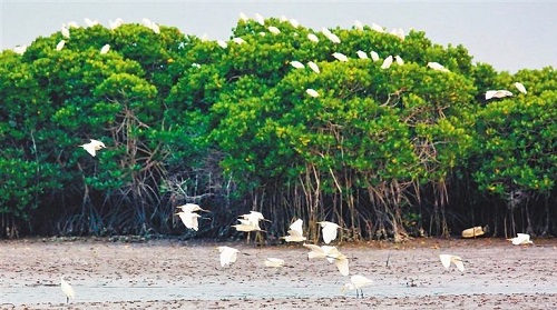 红树林被称为海岸卫士,其为人类提供的主要生态服务不包括