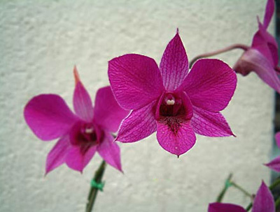 Adobe Photoshop移动工具使用方法