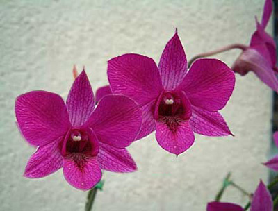 Adobe Photoshop移动工具使用方法