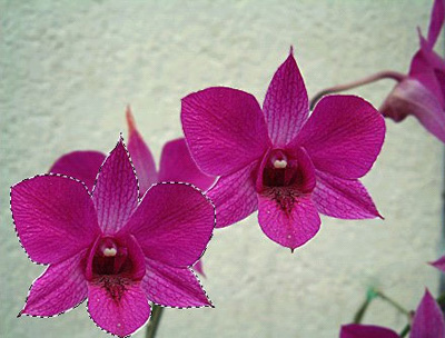 Adobe Photoshop移动工具使用方法