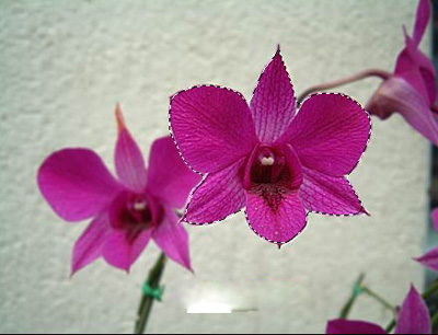 Adobe Photoshop移动工具使用方法