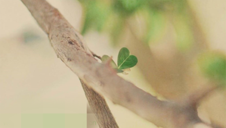 会声会影模糊某一块区域的操作方法