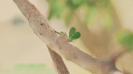 会声会影模糊某一块区域的操作方法