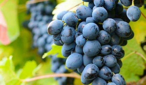 想要买到新鲜的葡萄，可以挑选?支付宝蚂蚁庄园5月16日答案