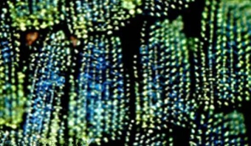 纸币在阳光下能呈现不同颜色,这种防伪技术是借鉴了?支付宝蚂蚁庄园9月8日答案