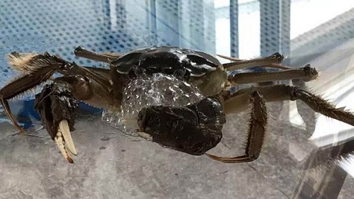 小鸡宝宝考考你，螃蟹为什么总喜欢吐泡泡?支付宝蚂蚁庄园7月22日答案