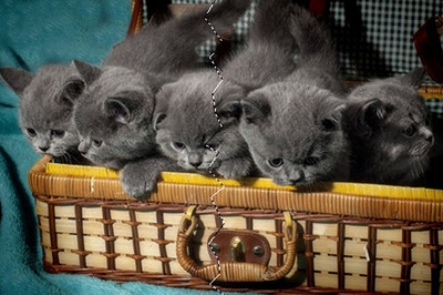 Photoshop制作照片撕裂效果的操作步骤