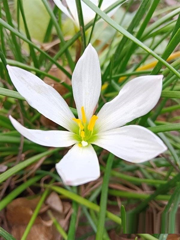 iqooz5x拍照性能怎么样?iqooz5x拍照性能介绍