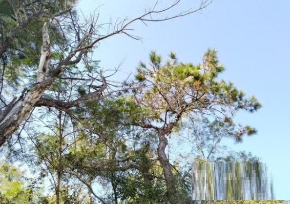 荣耀x30手机值得入手吗？荣耀x30手机测评详解