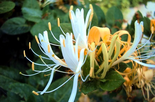 金银花的花朵会变色，这是为了?支付宝蚂蚁庄园9月9日答案