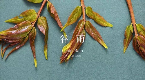 俗语说雨前椿芽嫩如丝,说的是哪个节气上市的的香椿特别鲜嫩