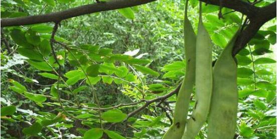 周朝时人们是用什么洗澡的 蚂蚁庄园11月26日问题答案